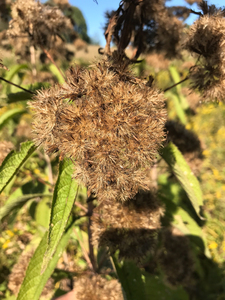 Photo By: Stephen M. Young. Photo taken: Nassau County, NY on 25 September 2019